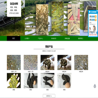 菲牛蛭_宽体金线蛭_江门市金边生物科技